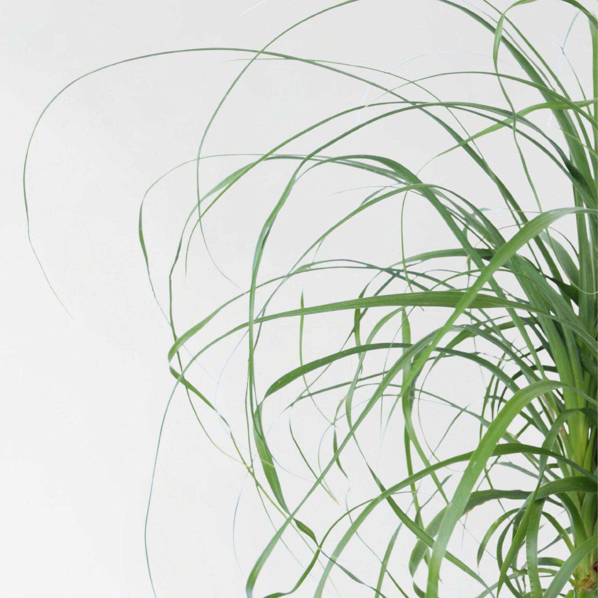 Pata De Elefante - Beaucarnea 'recurvata' - Altura 60-70cm - ⌀21cm_3