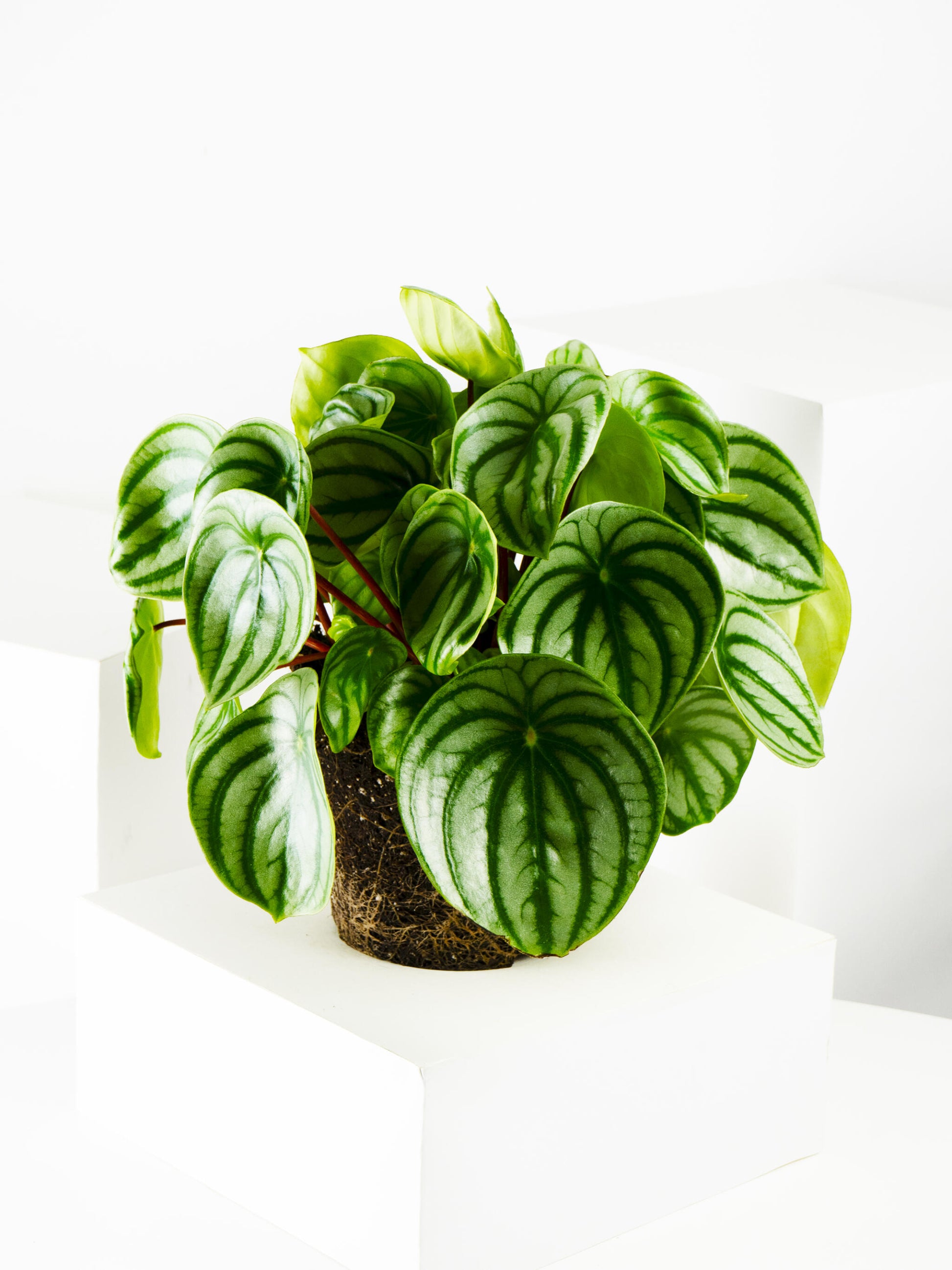 Peperomia Argyrenia Sandía O Watermelon_2