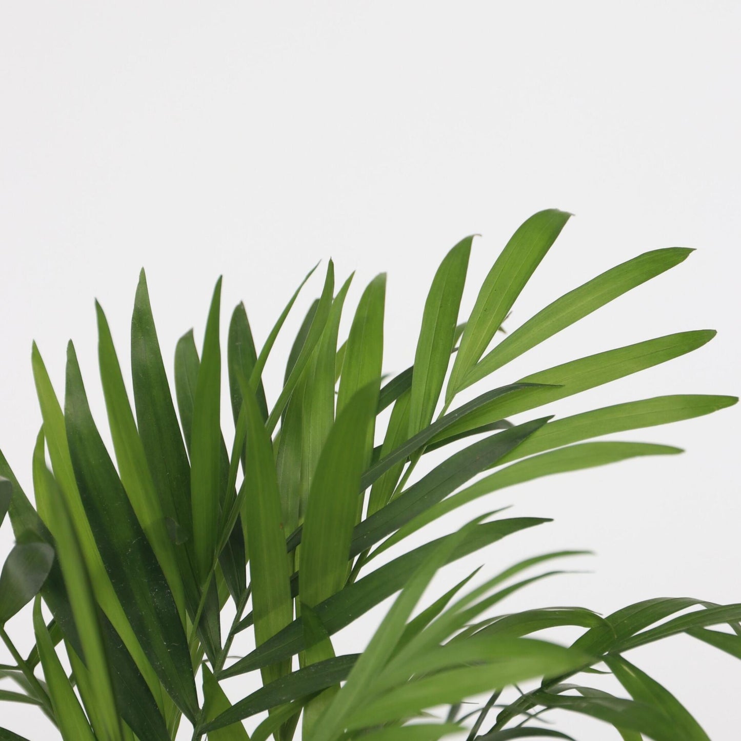 Pequeñas Dypsis Y Chamaedorea - Conjunto De 2 Con Cesta - Altura 25-40cm - ⌀12cm_3