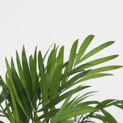 Pequeñas Dypsis Y Chamaedorea - Conjunto De 2 Con Cesta - Altura 25-40cm - ⌀12cm_3