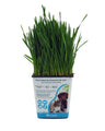 Petgrass. Erva Para Gatos Natural Em Vaso 1 L