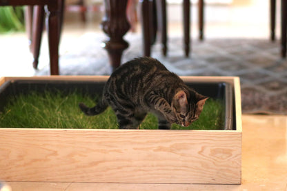 Petground, Cama Para Gatos, Caja De Madera, Accesorio, Mueble S: 69 X 45 Cm_3