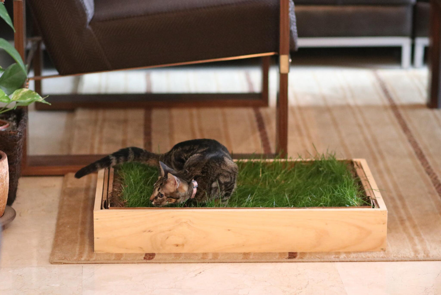 Petground, Cama Para Gatos, Caja De Madera, Accesorio, Mueble S: 69 X 45 Cm_4