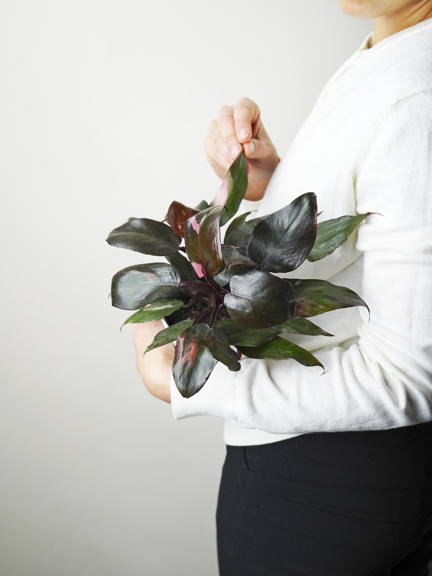Philodendron Pink Princess_0
