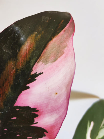 Philodendron Pink Princess_2