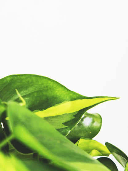 Philodendron Scandens Brasil_1