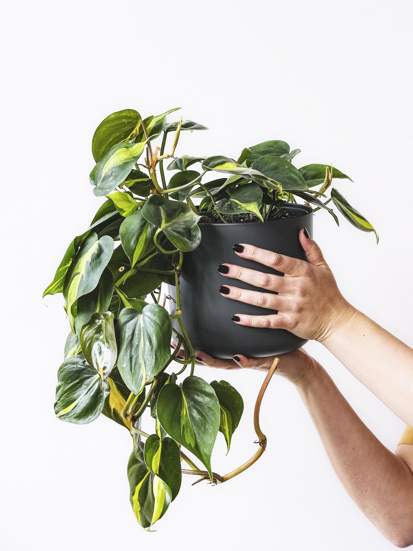 Philodendron Scandens Brasil_3