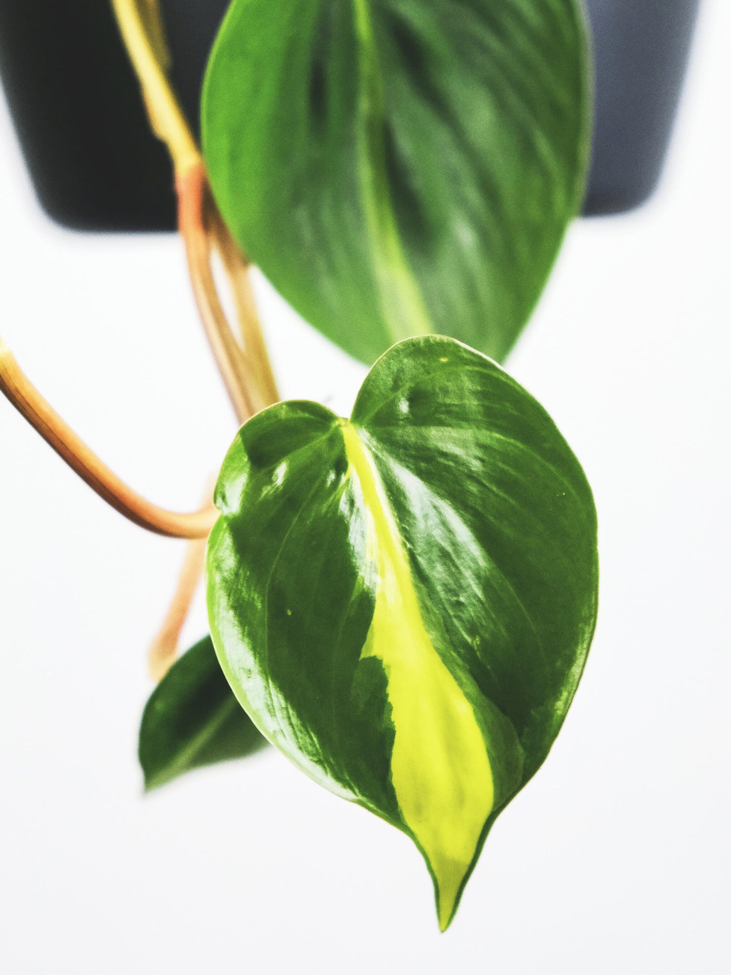 Philodendron Scandens Brasil_4