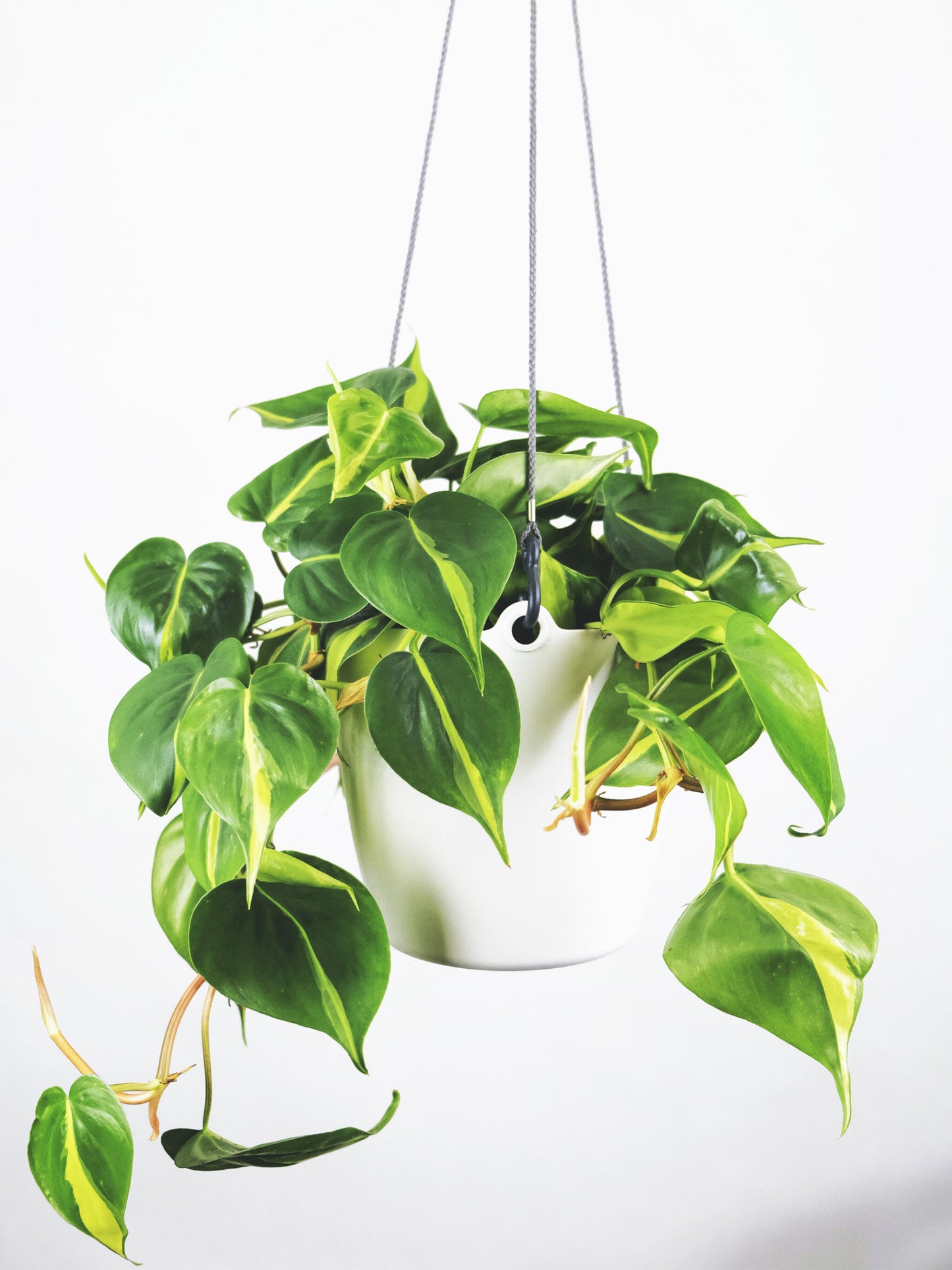 Philodendron Scandens Brasil_5