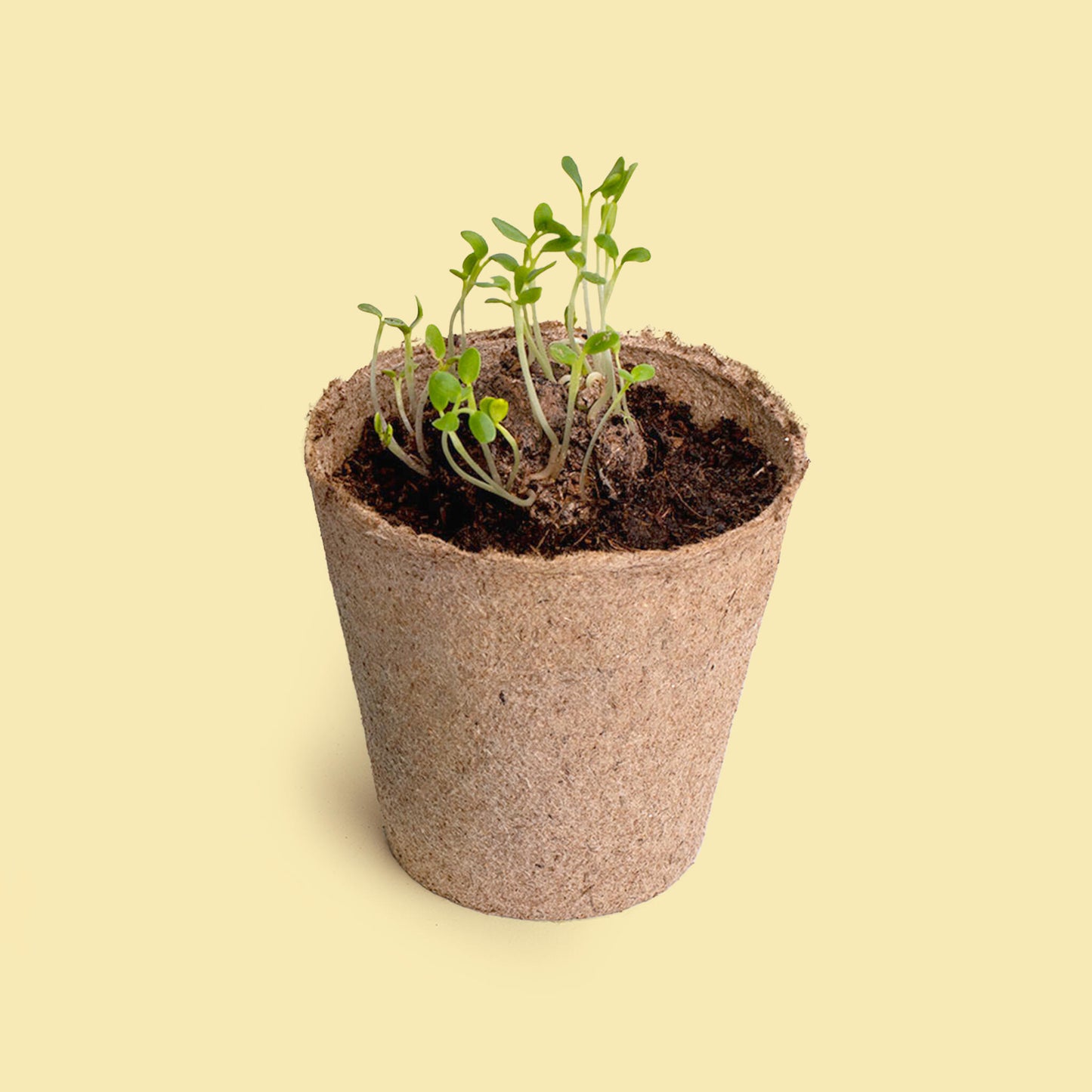 Pide un Deseo – Kit Cultivo Diente de León con Semillas, Maceta y Sustrato, Regalo - Resetea_2