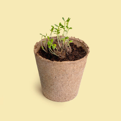 Pide un Deseo – Kit Cultivo Diente de León con Semillas, Maceta y Sustrato, Regalo - Resetea_2
