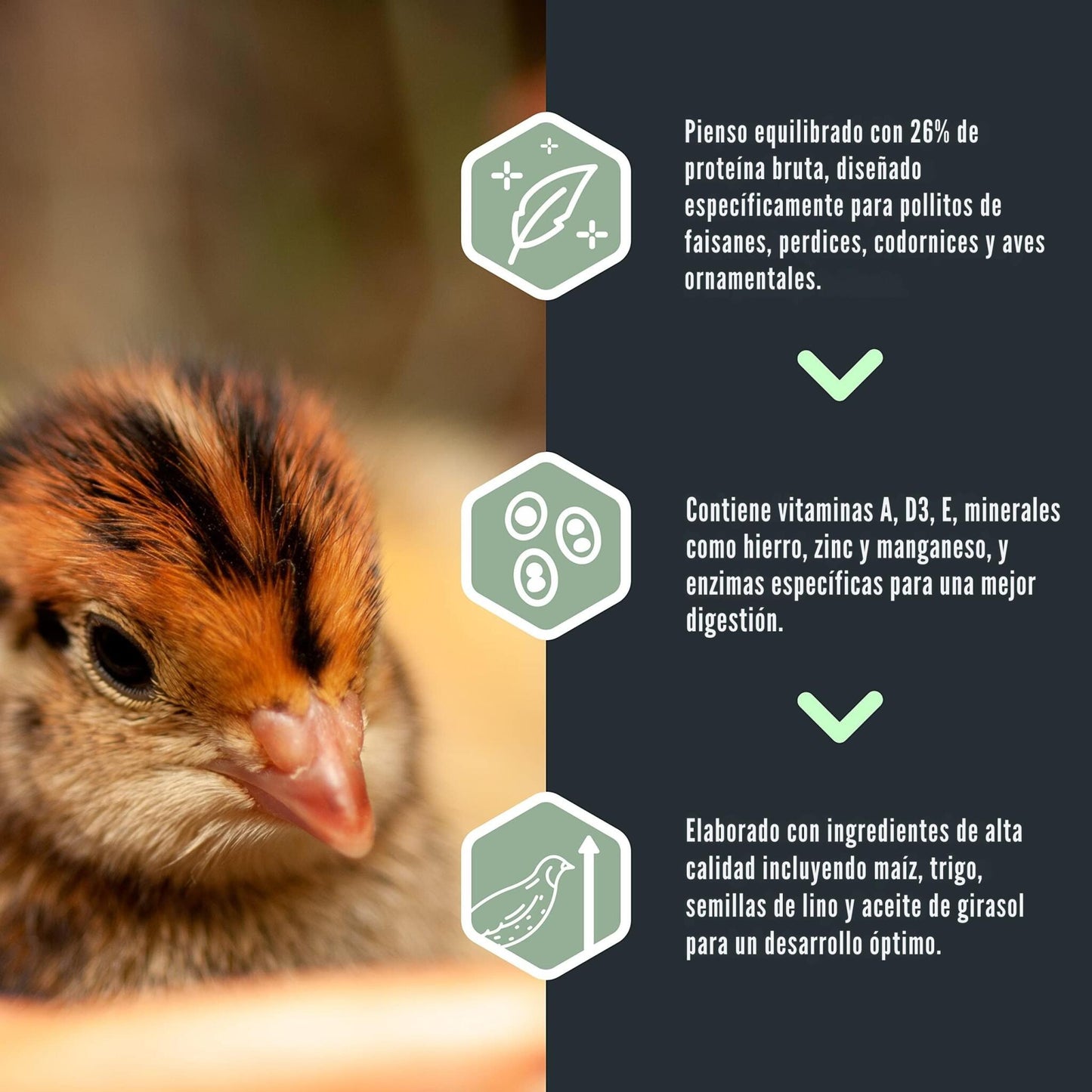 Pienso Para Pollitos: Faisanes, Perdices, Codornices - Show 1 - Alimento Equilibrado De Arranque - 20KG_2