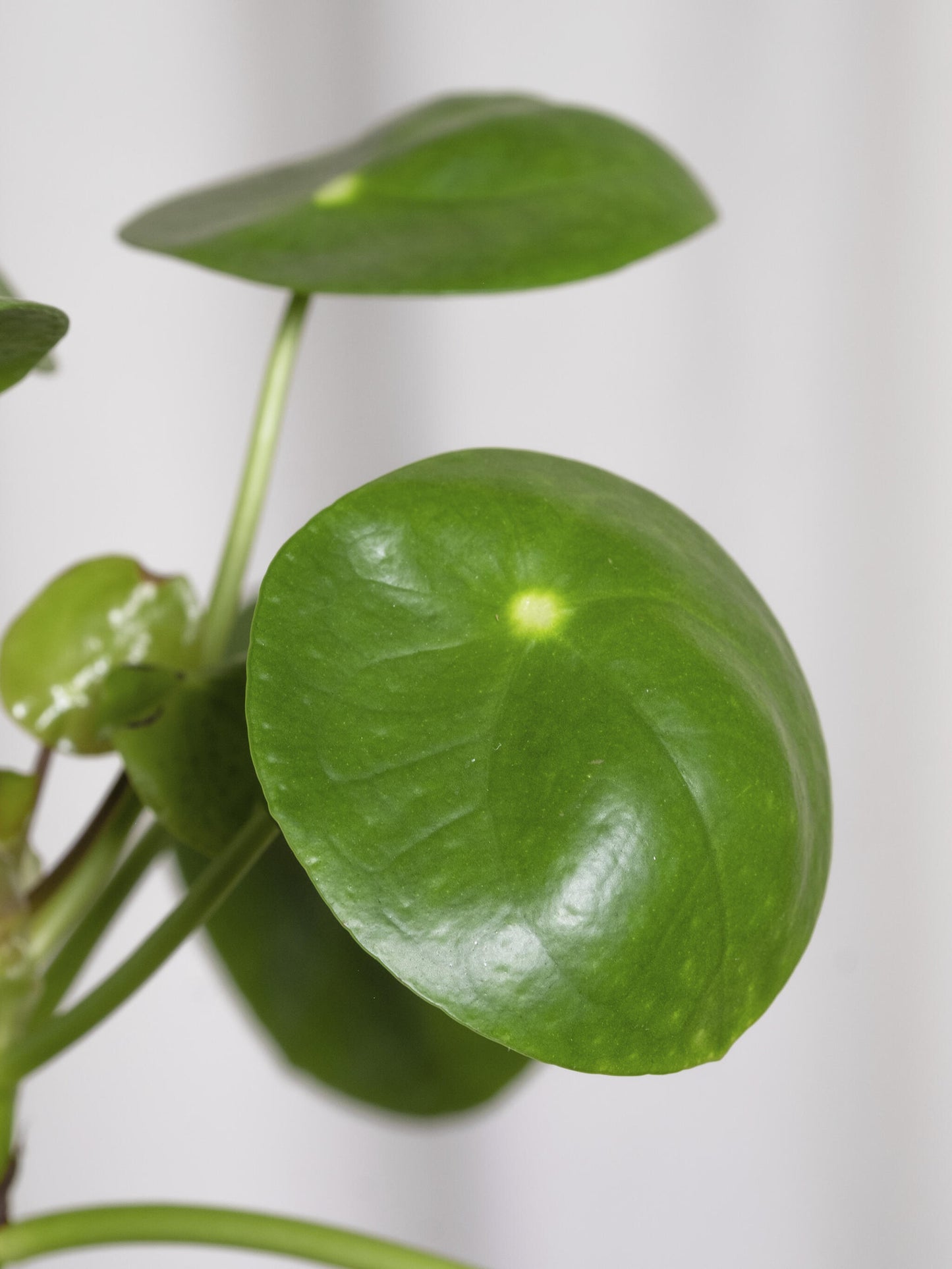 Pilea Peperomioides | Altura 25cm - Maceta 12cm_1