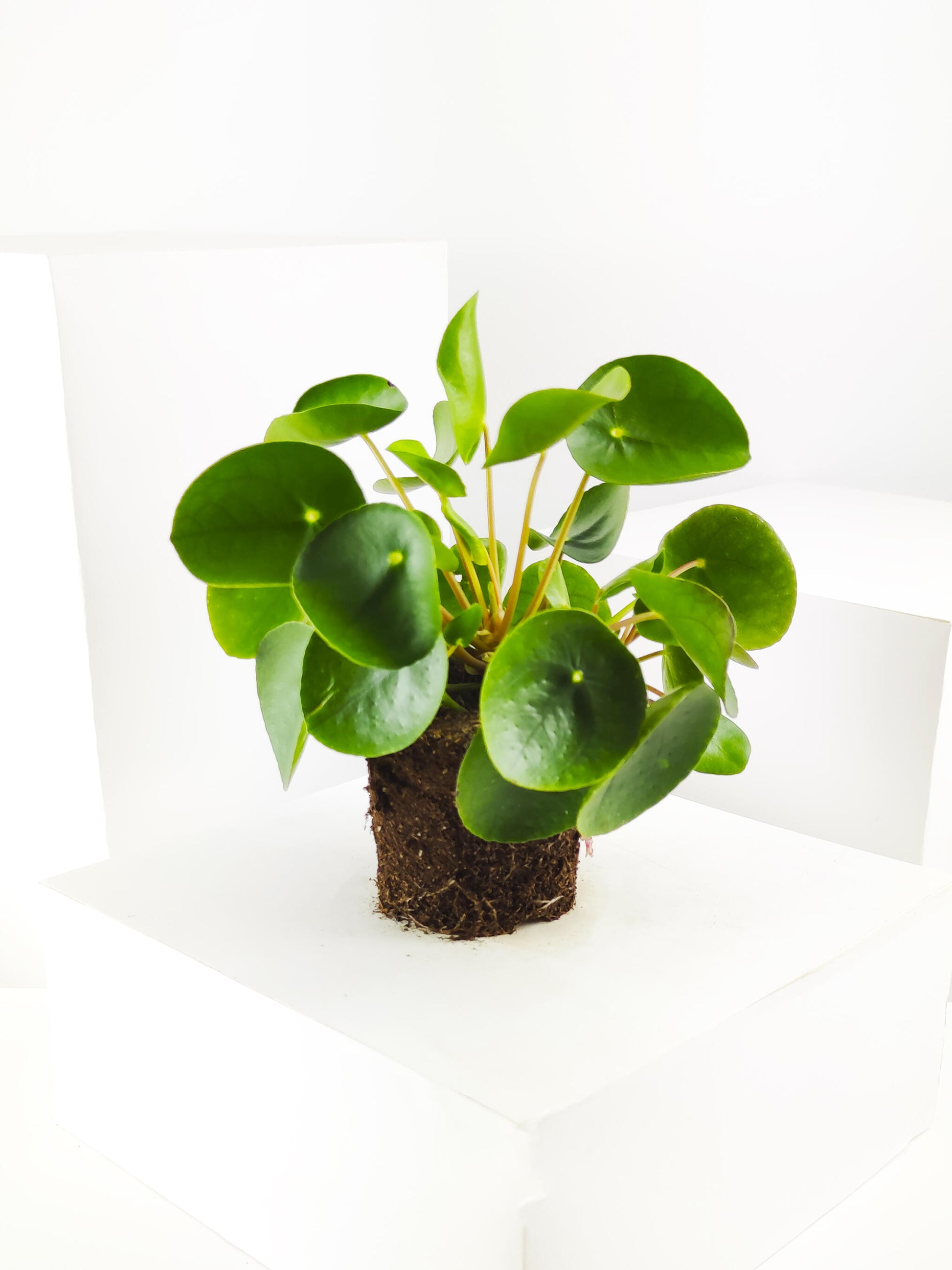 Pilea Peperomioides | Altura 25cm - Maceta 12cm_4