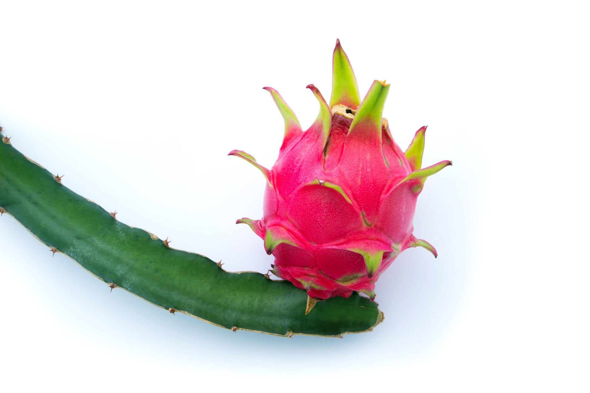 Pitahaya (pitaya) Roja Con Pulpa Blanca  (4 Kg) Recién Recogidas De Nuestros Invernaderos, 14 Horas Antes De Ser Mandadas, Del Campo A Tu Mesa_3