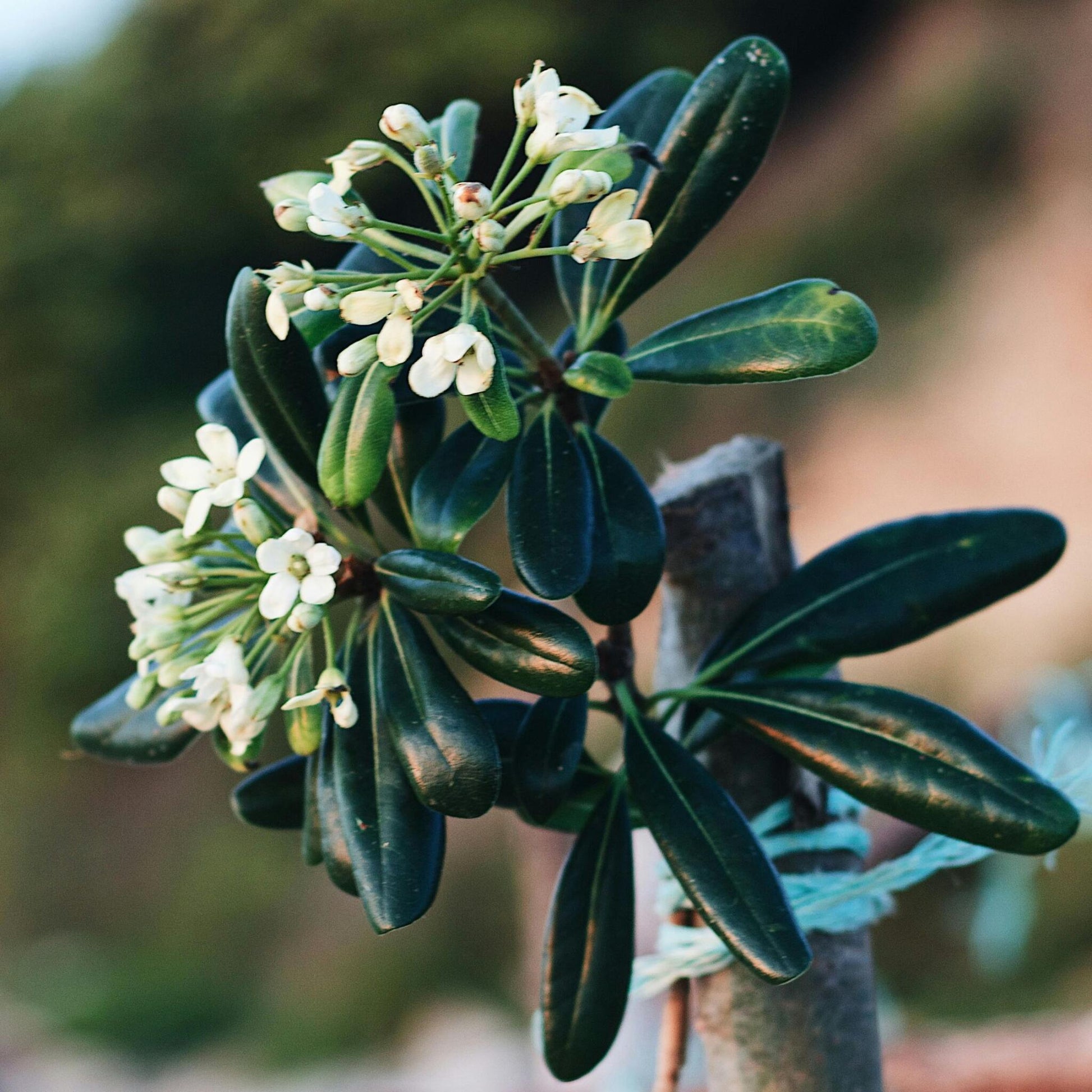 Pitósporo Rastrero - Pittosporum Tobira Nanum - Altura 30-40cm - ⌀19cm_1