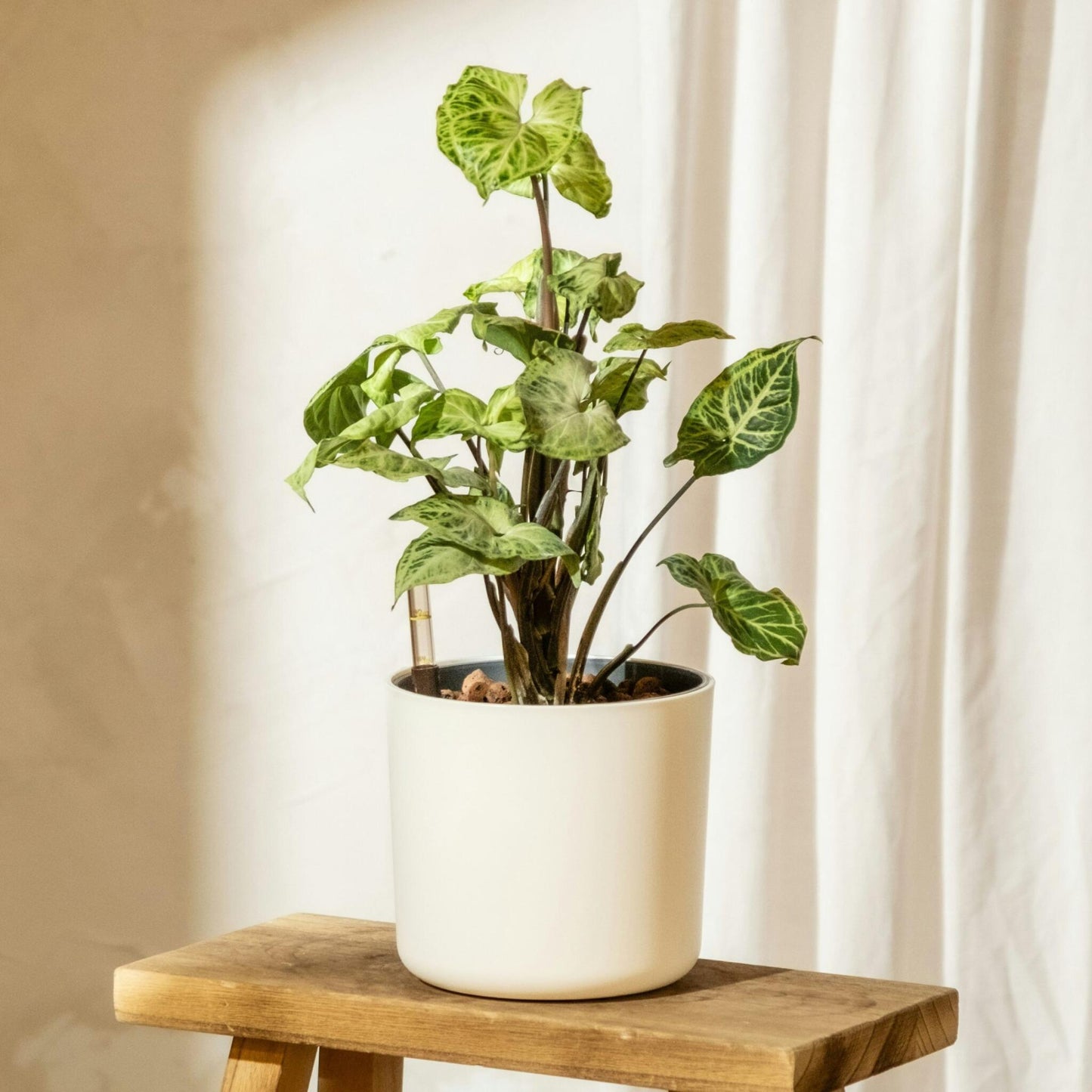 Planta Cabeza De Flecha - 2 Pzs - Syngonium 'pixie' - Altura 25-40cm - ⌀12cm_1
