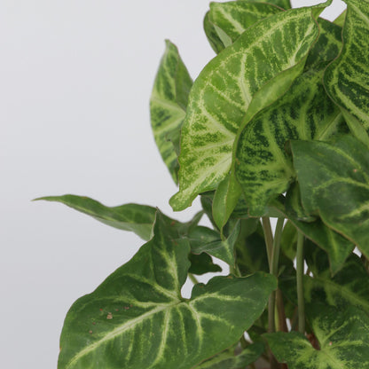 Planta Cabeza De Flecha - 2 Pzs - Syngonium 'pixie' - Altura 25-40cm - ⌀12cm_3