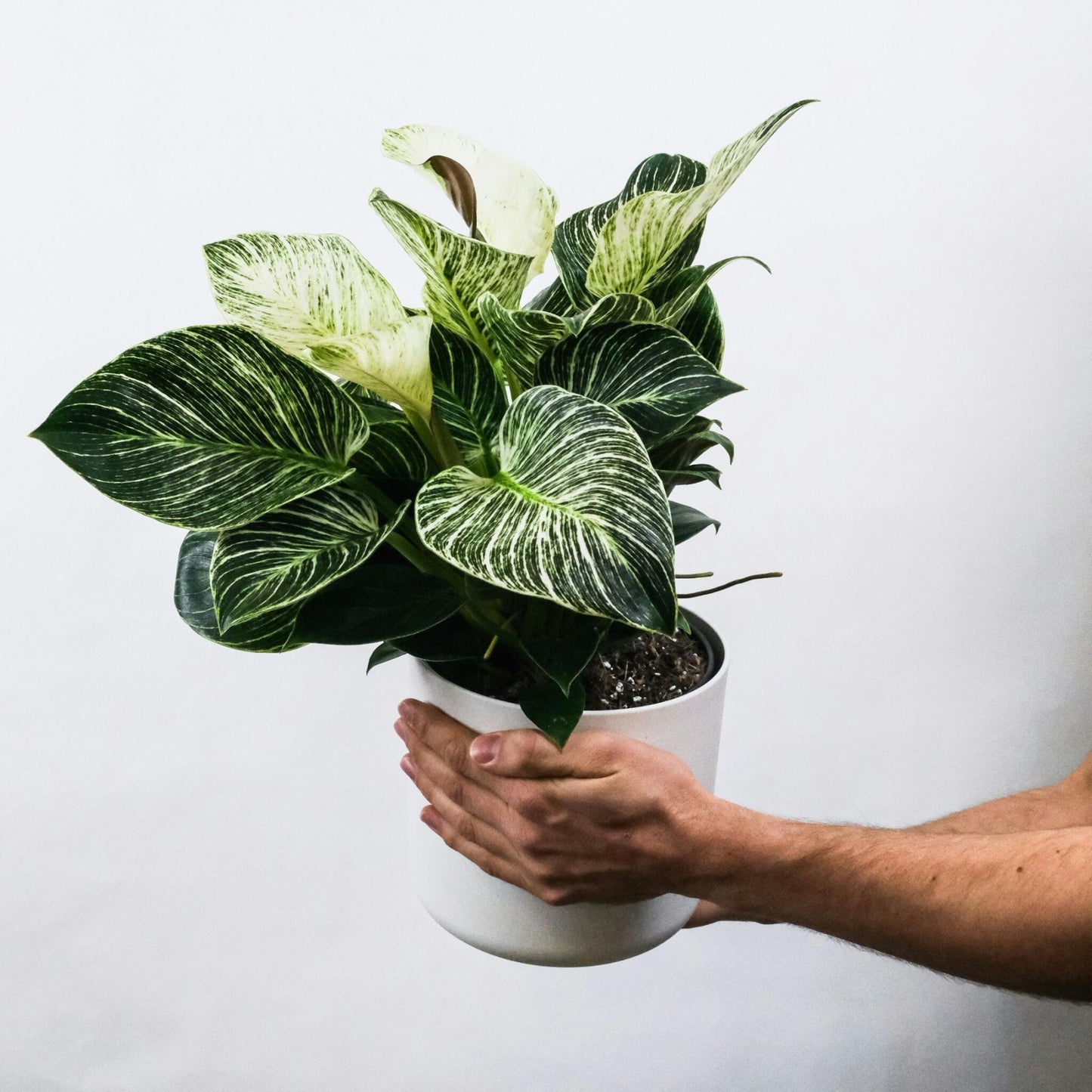 Planta Cebra - 2 Pzs - Aphelandra Squarrosa 'botanica' - Altura 25-45cm - ⌀13cm_1