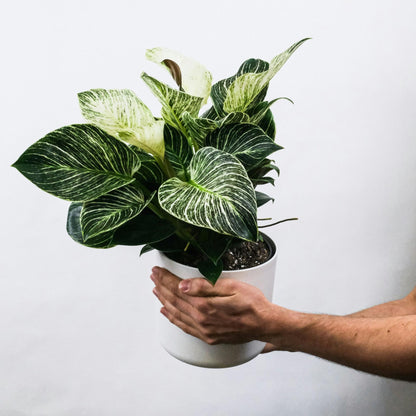 Planta Cebra - 2 Pzs - Aphelandra Squarrosa 'botanica' - Altura 25-45cm - ⌀13cm_1