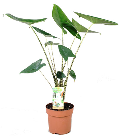 Planta Cebra - Alocasia 'zebrina' - Altura 60-70cm - ⌀17cm_0