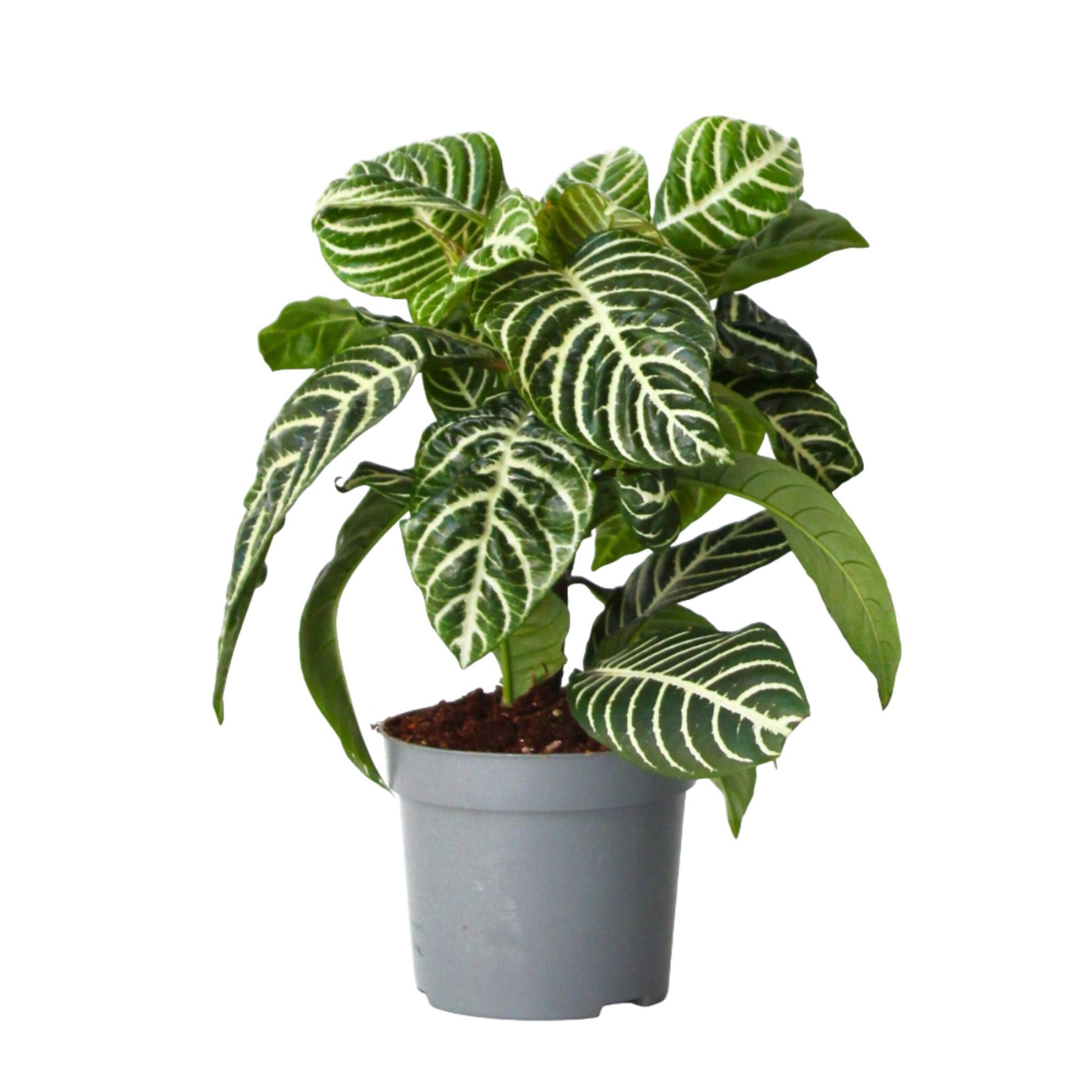Planta Cebra - Aphelandra Squarrosa 'botanica' - Altura 25-45cm - ⌀13cm_0