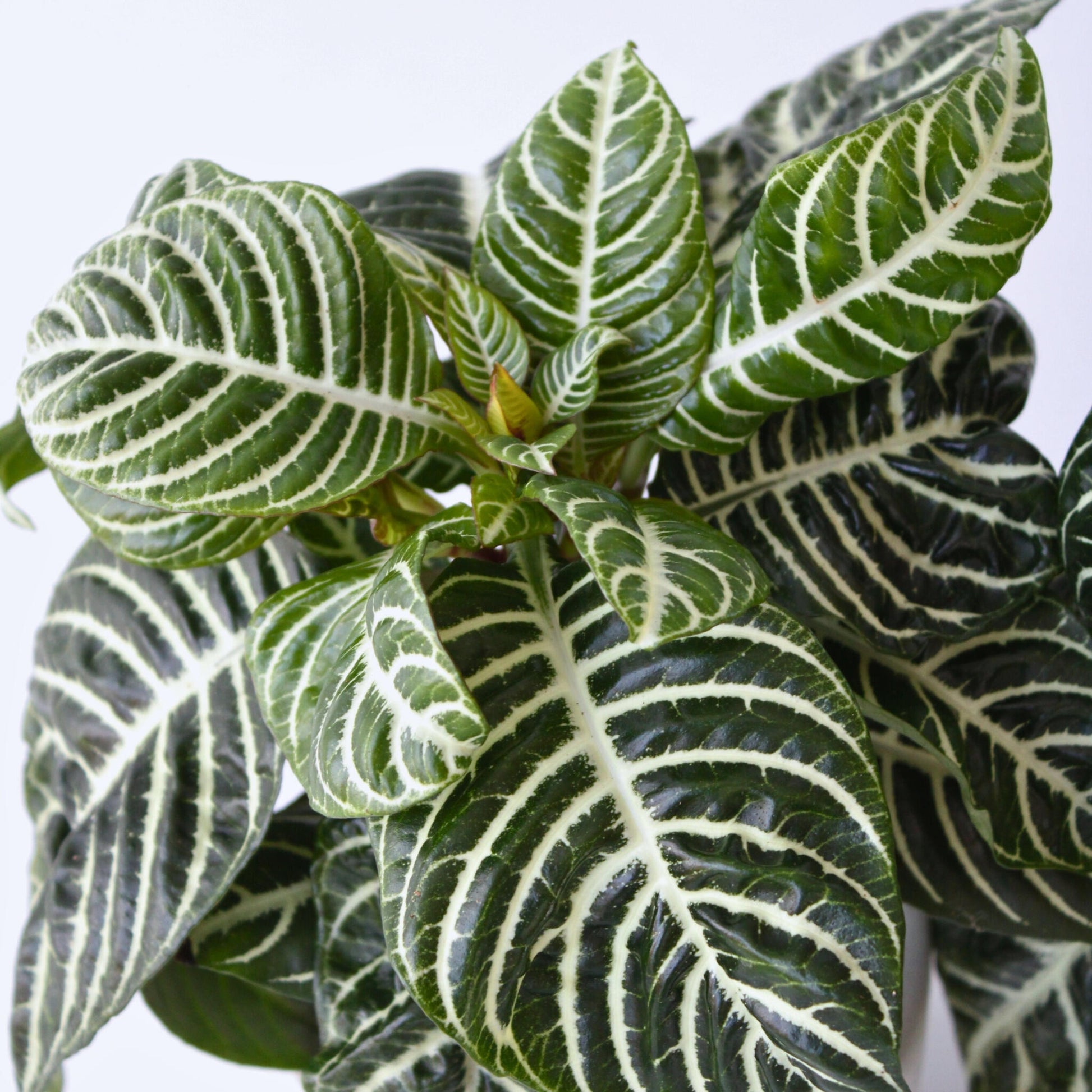 Planta Cebra - Aphelandra Squarrosa 'botanica' - Altura 25-45cm - ⌀13cm_3