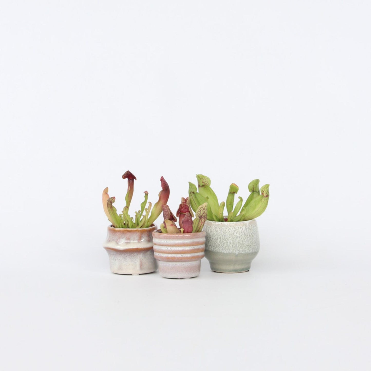 Planta Cobra Roja - 6 Pzs - Sarracenia Purpurea - Altura 15-20cm - ⌀55cm_1