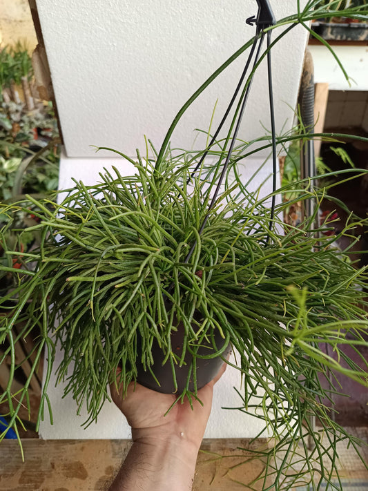 Planta Colgante De Interior Rhipsalis Baccifera Oasis Ø17 - 50 Cm_0