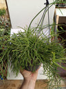 Rhipsalis Baccifera Oasis, Planta Pendente Para Interior Ø17-50 Cm