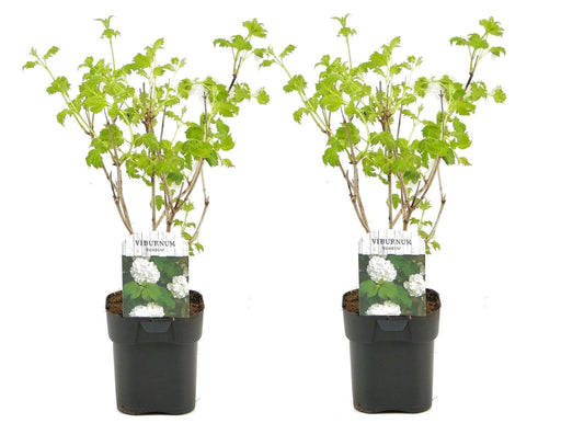 Planta De Bola De Nieve - 2 Pzs - Viburnum 'roseum' - Altura 25-40cm - ⌀17cm_0