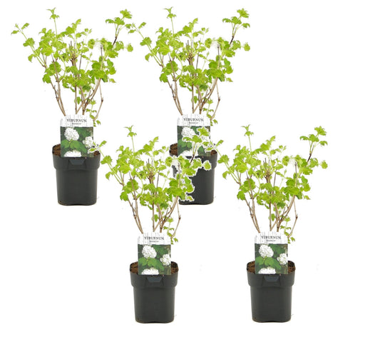 Planta De Bola De Nieve - 4 Pzs - Viburnum 'roseum' - Altura 25-40cm - ⌀17cm_0