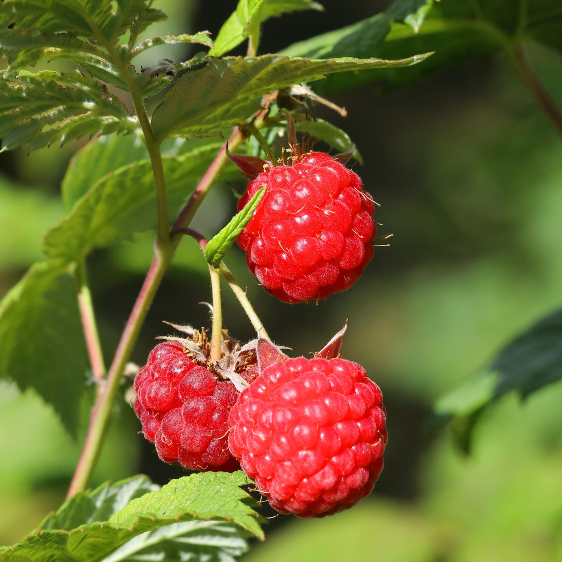 Planta De Frambuesa - 6 Pzs - Rubus Ideaus 'autumn Bliss' - A25-40cm - ⌀9cm_3