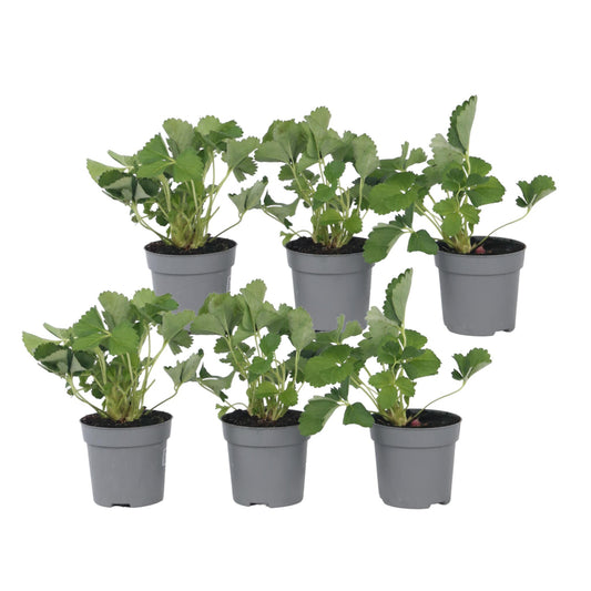 Planta De Fresa - 6 Pzs - Fragaria X Ananassa 'roman' - Altura 15-20cm - ⌀9cm_0