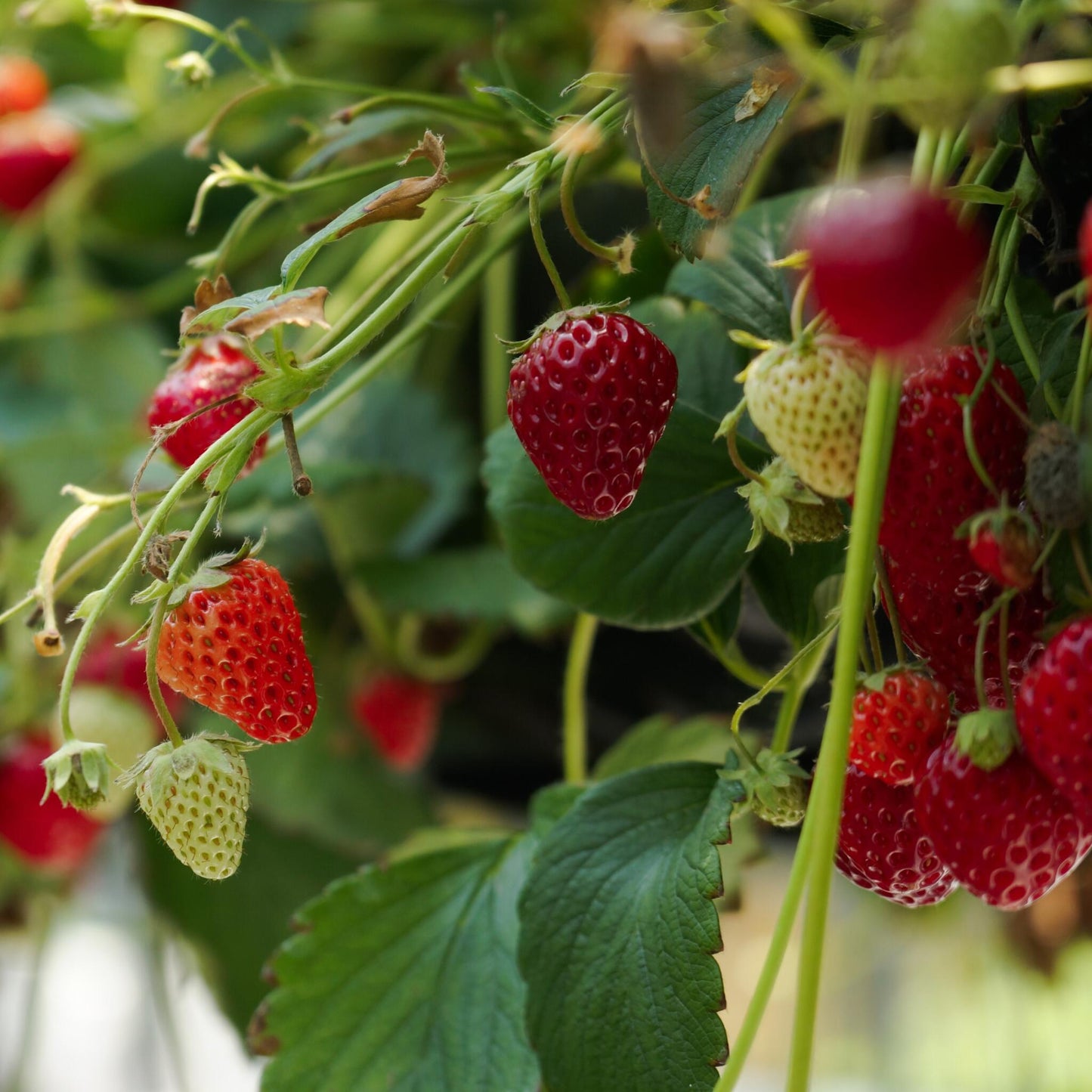 Planta De Fresa - 6 Pzs - Fragaria X Ananassa 'roman' - Altura 15-20cm - ⌀9cm_1