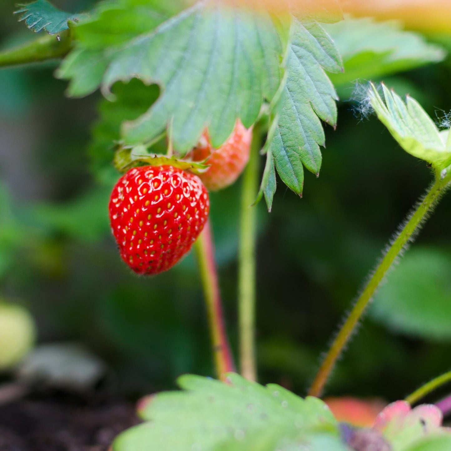 Planta De Fresa - 6 Pzs - Fragaria X Ananassa 'roman' - Altura 15-20cm - ⌀9cm_3