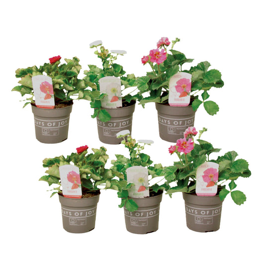 Planta De Fresa - 6 Pzs - Fragaria 'summer Breeze' - Altura 15-25cm - ⌀105cm_0