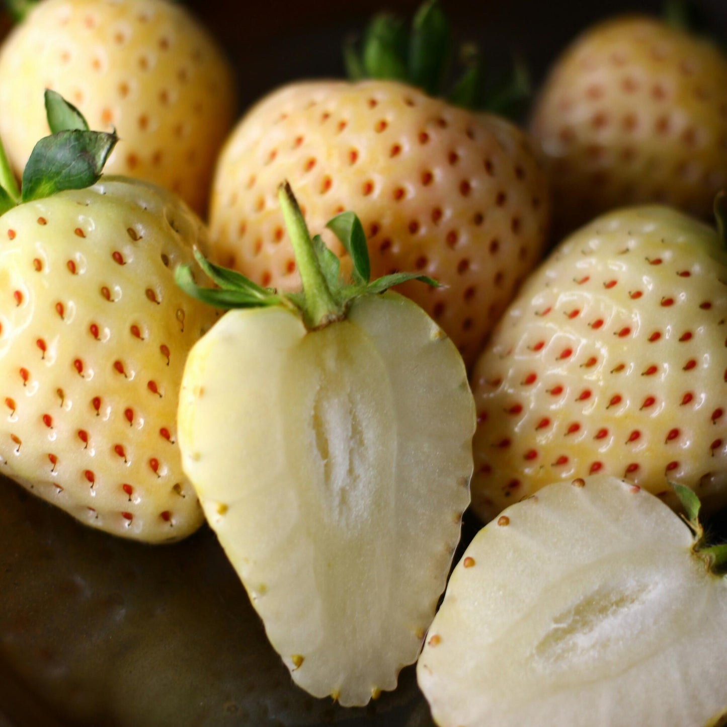 Planta De Fresa - 6 Pzs - Fragaria 'white Pine' - Cepellones - Verde_3