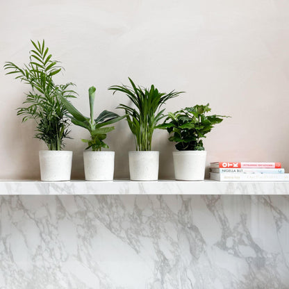 Planta De Interior De Moda - 4 Pzs - Altura 25-40cm - ⌀12cm_1