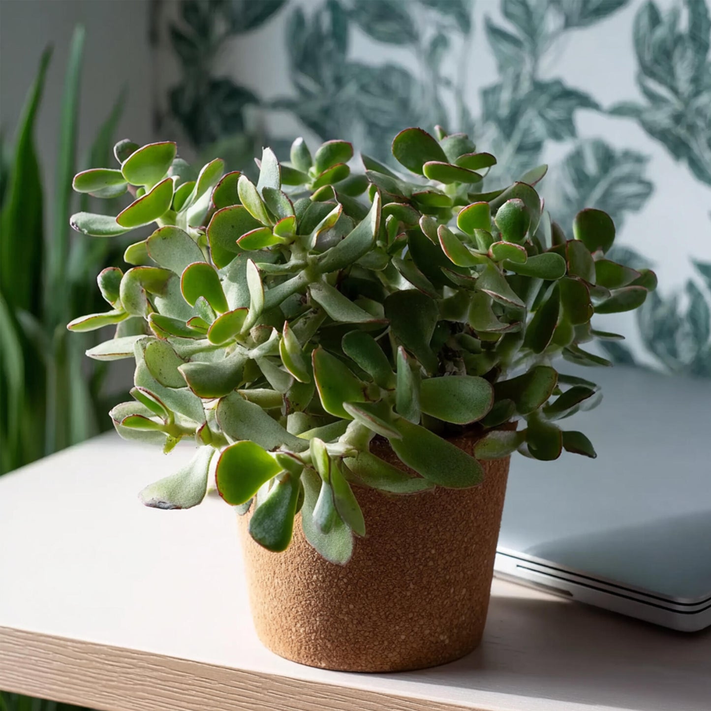 Planta De Jade - 2 Uds - Crassula Arborescens 'curly' - Maceta 12 Cm_1