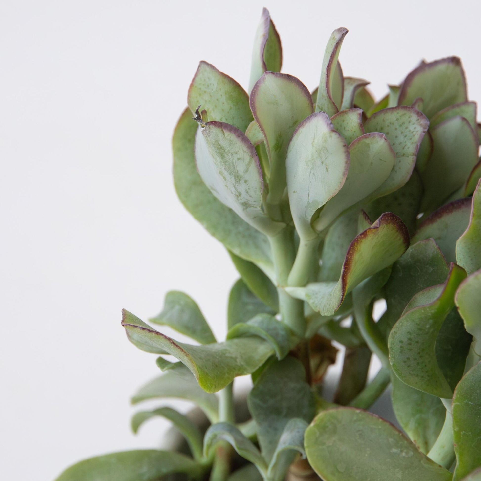 Planta De Jade - 2 Uds - Crassula Arborescens 'curly' - Maceta 12 Cm_3
