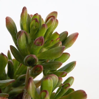 Planta De Jade - Crassula Ovata 'gollum' - Altura 15-25 Cm - Maceta 12 Cm_3