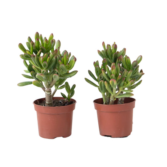 Planta De Jade - Set 2 - Crassula Ovata 'gollum' - Altura 15-25cm - Maceta 12cm_0