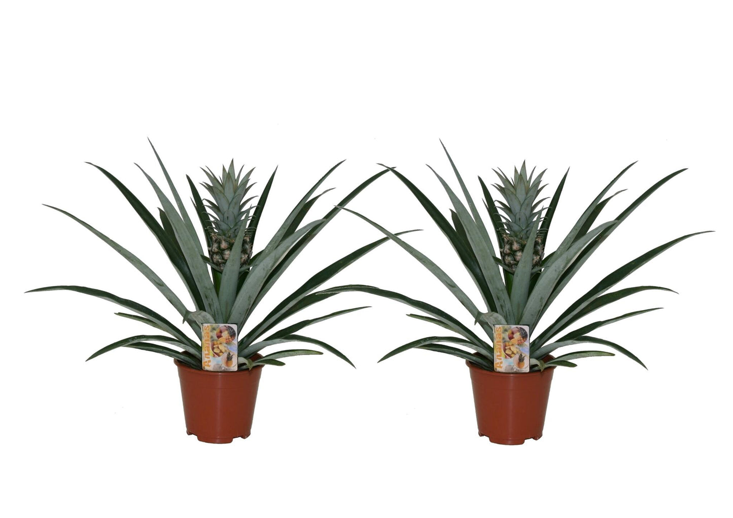 Planta De La Piña - 2 Pzs - Ananas Comosus - Altura 45-55cm - ⌀14cm_0