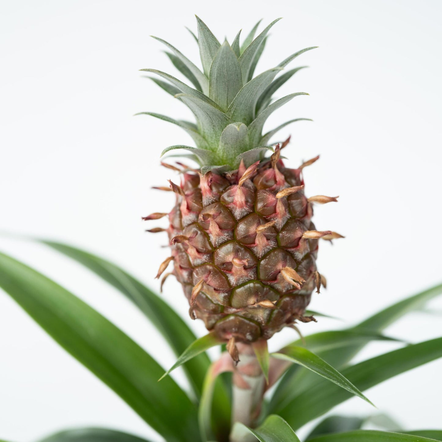 Planta De La Piña - 2 Pzs - Ananas Comosus 'mi Amigo' - Altura 35-45cm - ⌀12cm_3
