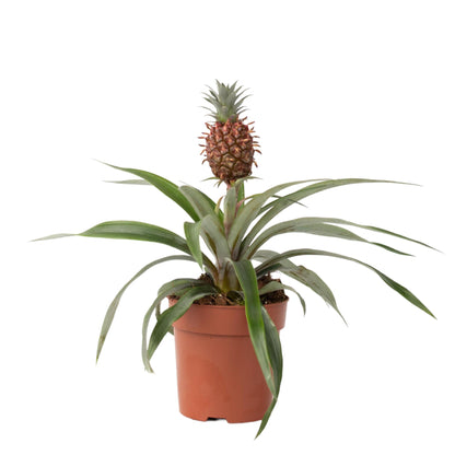 Planta De La Piña - Ananas Comosus 'mi Amigo' - Altura 35-45cm - ⌀12cm_0