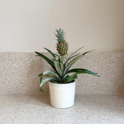 Planta De La Piña - Ananas Comosus 'mi Amigo' - Altura 35-45cm - ⌀12cm_1