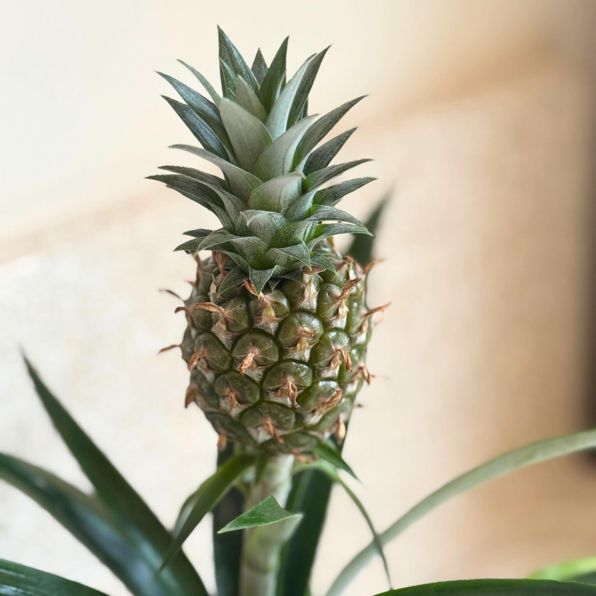Planta De La Piña - Ananas Comosus 'mi Amigo' - Altura 35-45cm - ⌀12cm_3