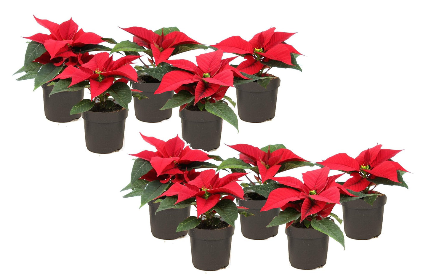 Planta De Navidad Poinsettia - 10 Pzs - Euphorbia - Altura 5-10cm - ⌀7cm_0