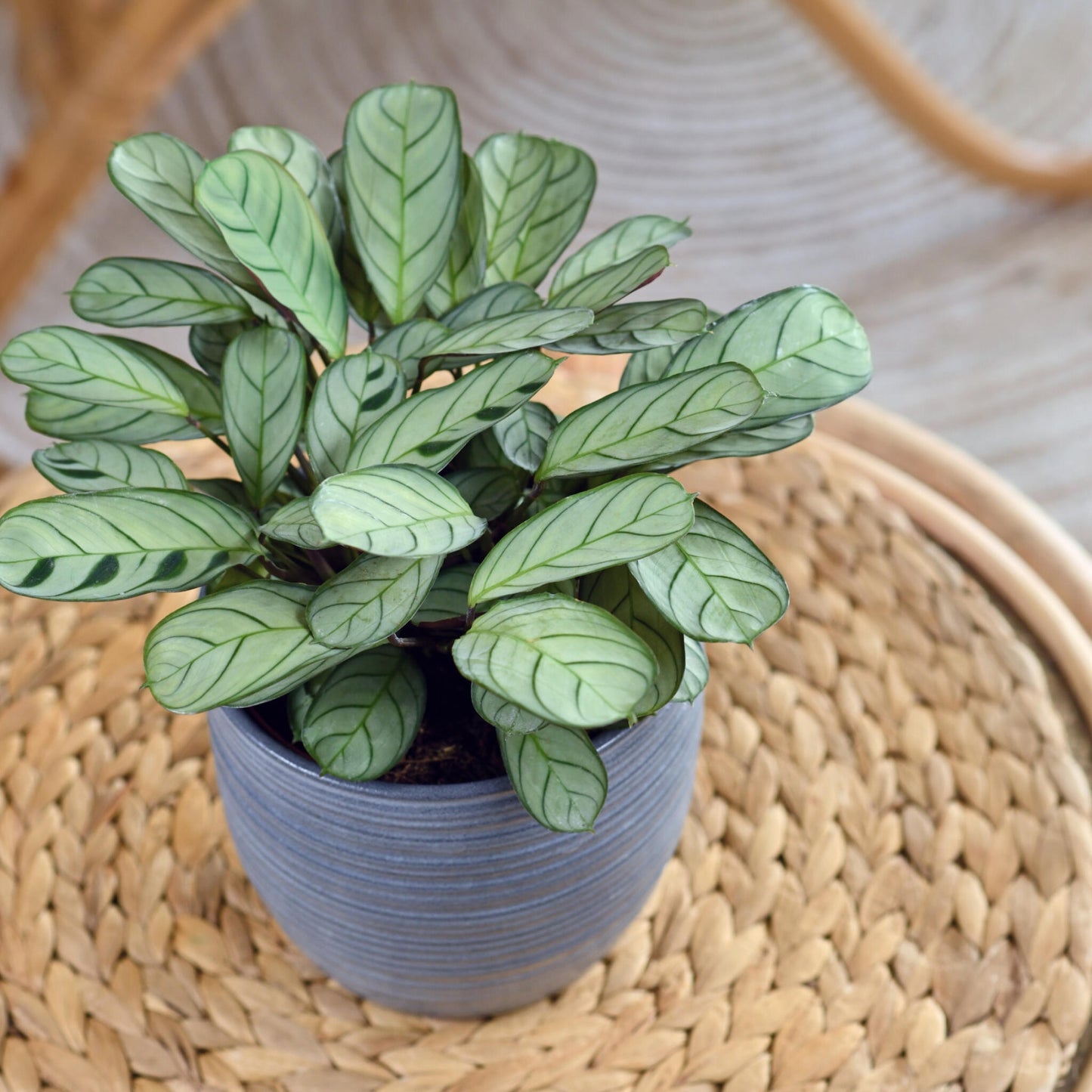 Planta De Oración - 2 Pzs - Ctenanthe 'burle-marxii' - Altura 30-40cm - ⌀14cm_1